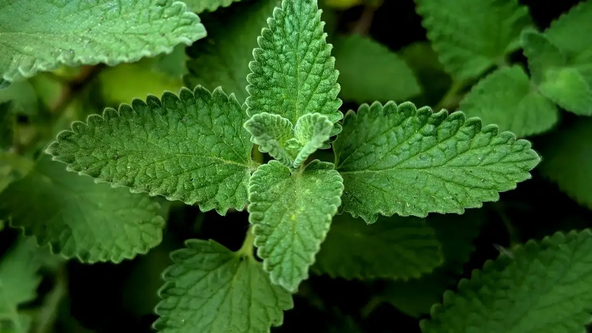 What Smell Do Mosquitoes Absolutely Hate?
